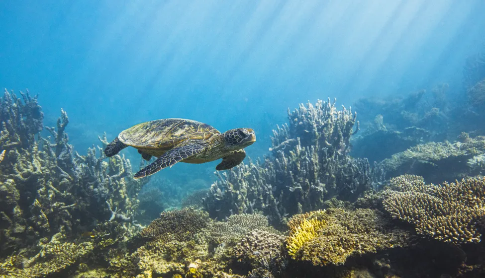 Sea turtle swimming along deep blue ocean reef in morning sun rays