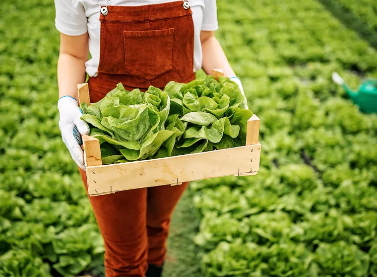 Ag worker harvesting fresh produce. Exponent consults on chemical and regulatory issues.