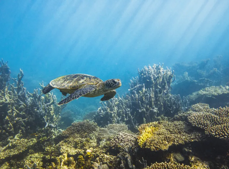 Sea turtle swimming along deep blue ocean reef in morning sun rays