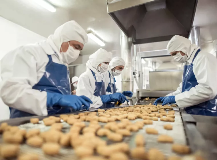 Workers sort produce on a food assembly line. Exponent helps improve the quality, safety, and efficiency of automated processes.