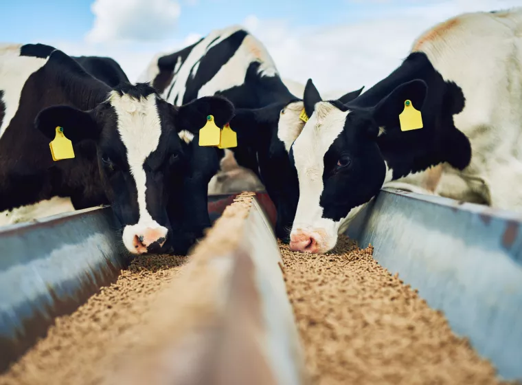 Cropped shot of a herd of cows feeding on a dairy farm