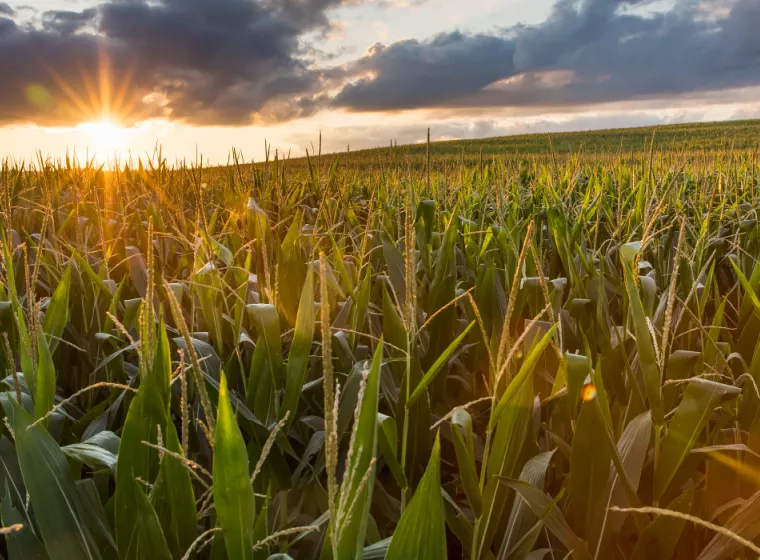 A field of corn at sunset. Exponent technical consulting for agcro-chemicals and pesticides.