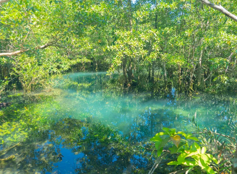 Forested area with fog over the water. Exponent provides natural resource damage assessments.