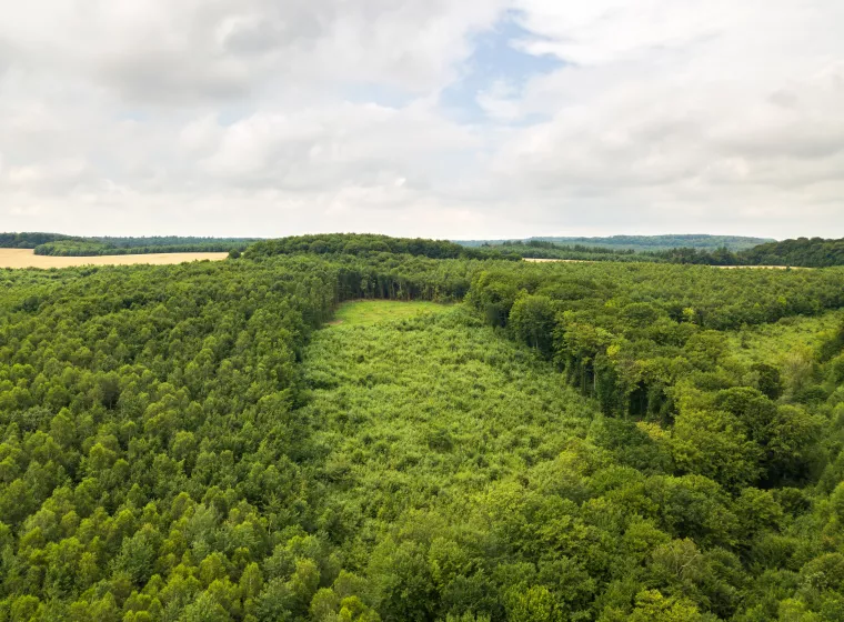 Aerial view of forest