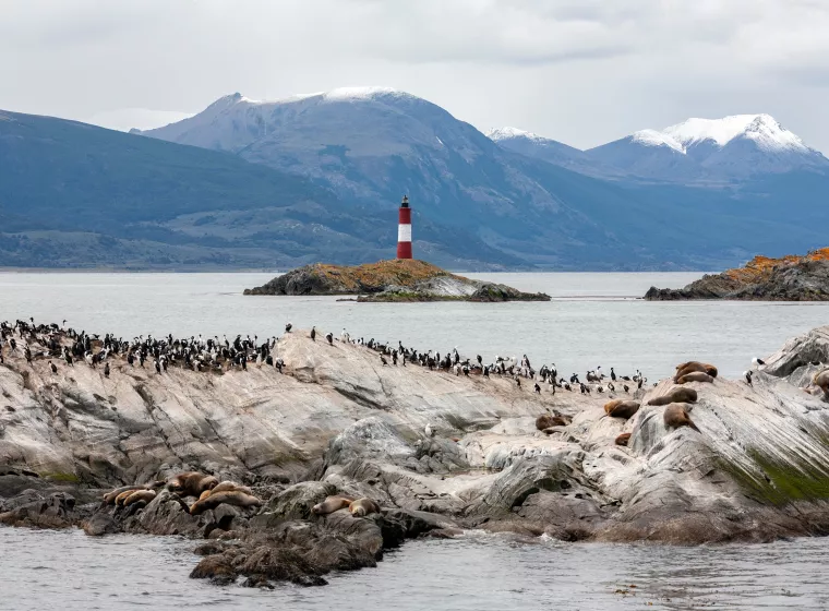 Wildlife on a small island in the Beagle channel