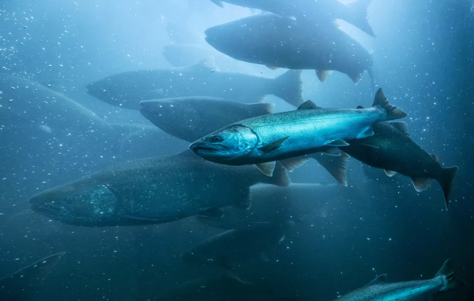 Wild salmon migrating upstream