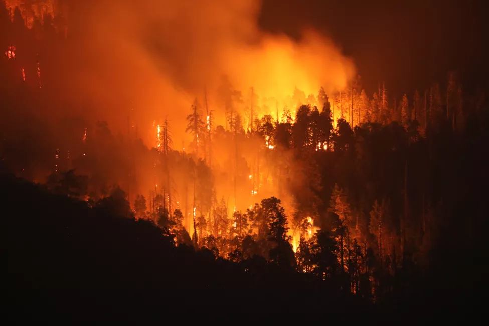 A wildfire burns through a forest at night