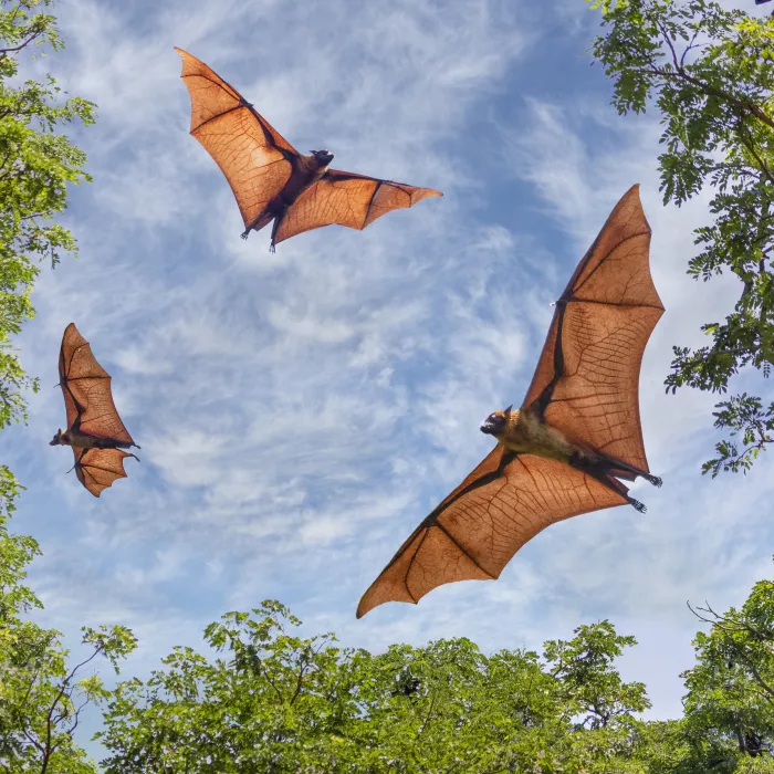 Fruit Bats In Sri Lanka 