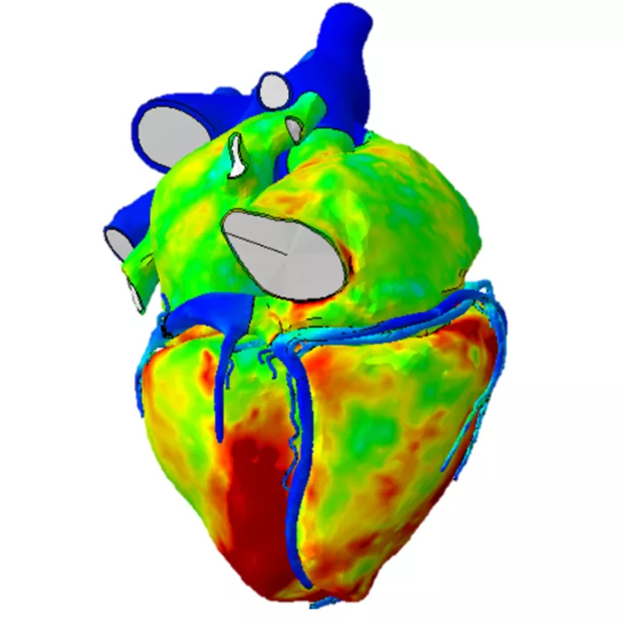 Diagram of a human heart