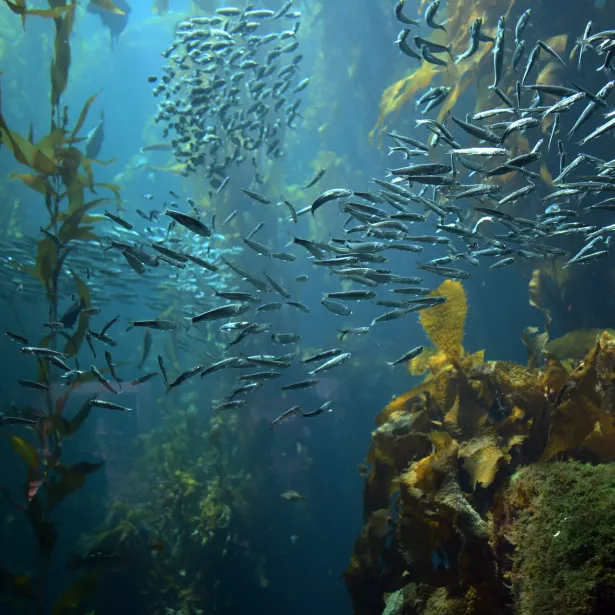 School of fish swimming throughout a reef