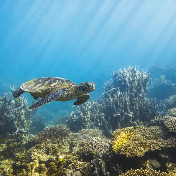 Sea turtle swimming along deep blue ocean reef in morning sun rays