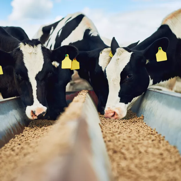 Cropped shot of a herd of cows feeding on a dairy farm