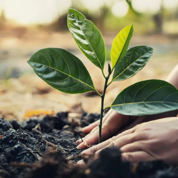 A green plant being set into dirt by hand