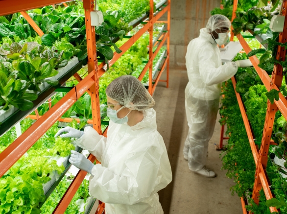 intercultural workers of vertical farm in protective workwear