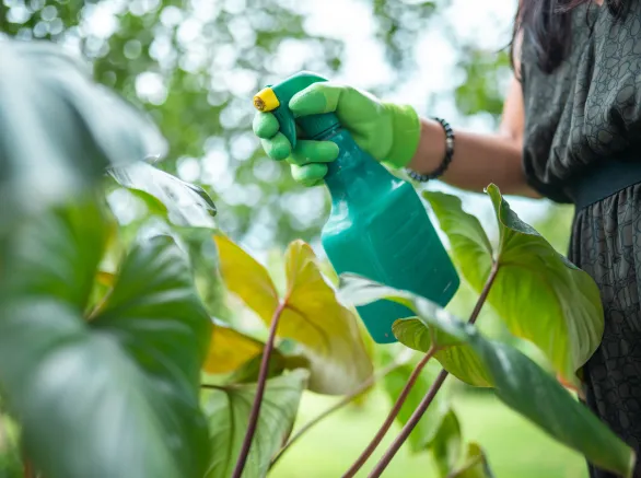 A caring Hispanic adult woman tends to her lush backyard garden, attentively spraying her green flowering plants with a blue watering can.