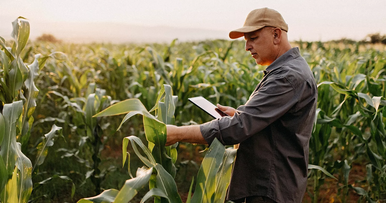 Crop consultant analyzes corn plants mid-summer. Exponent consultants help improve yield and safety of ag products.