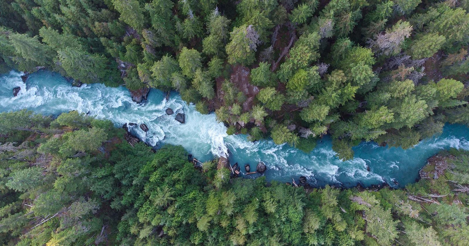 A forest with a beautiful stream. Exponent helps clients develop strategies for a cleaner, healthy and more sustainable world.