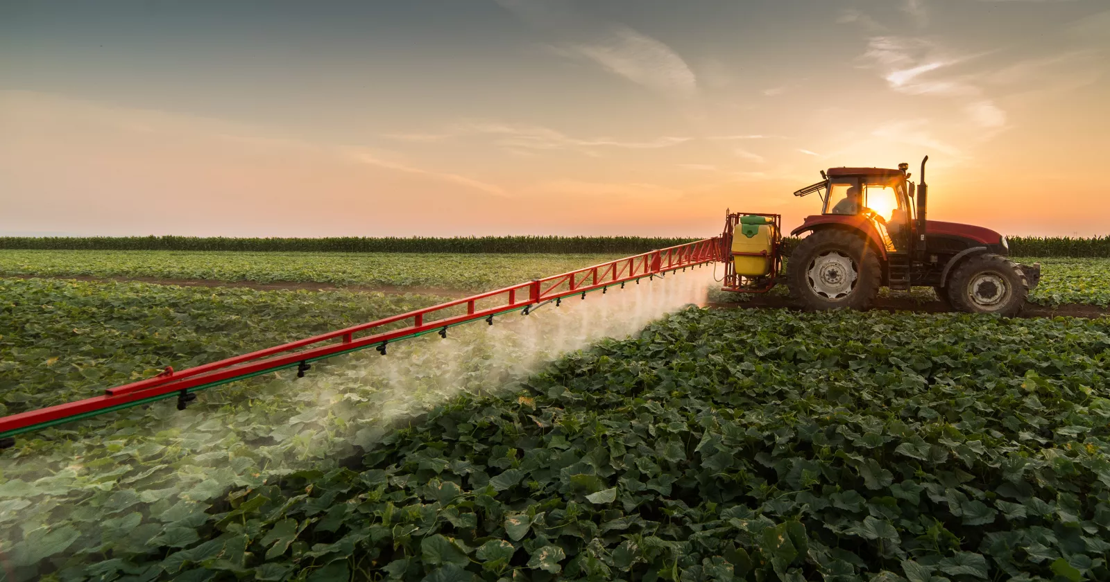 Tractor spraying pesticides on vegetable field with sprayer at spring