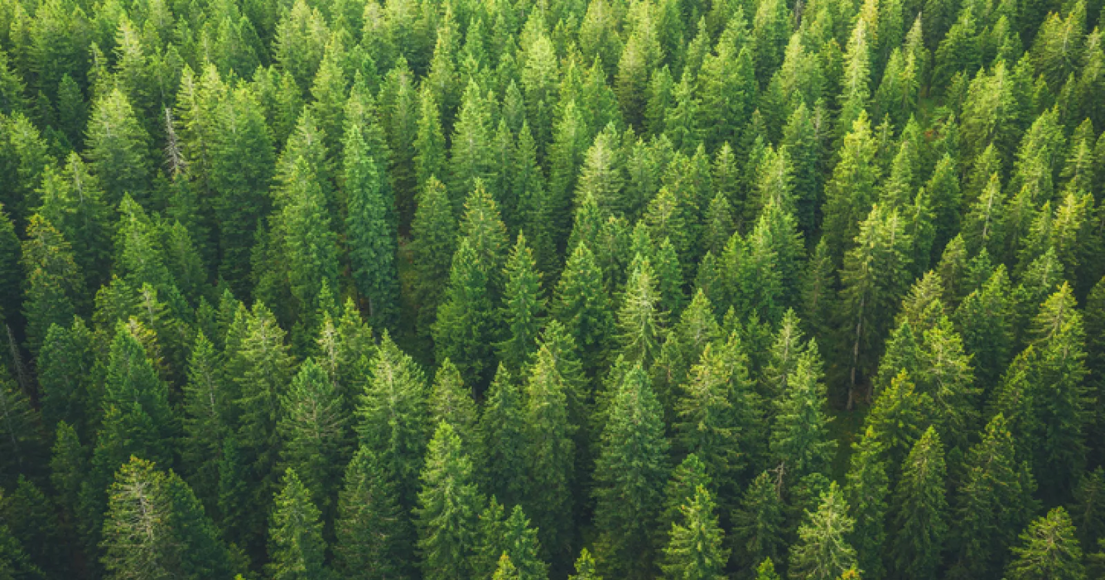 Green trees in a forest. Exponent environmental consulting for international arbitration provides objective, evidence-based insights.