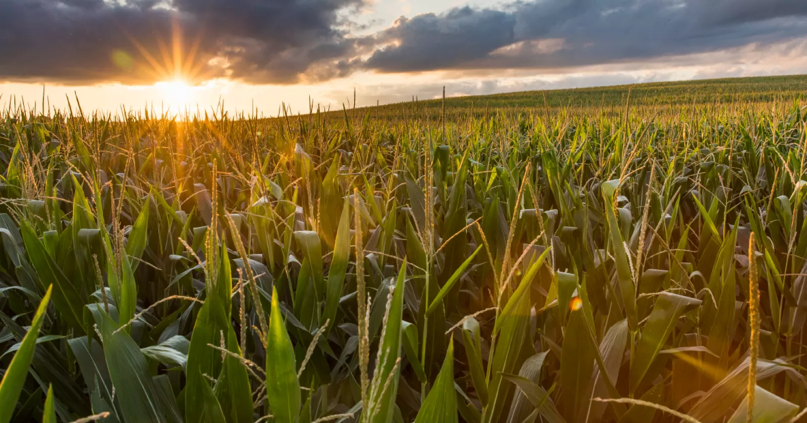 A field of corn at sunset. Exponent technical consulting for agcro-chemicals and pesticides.