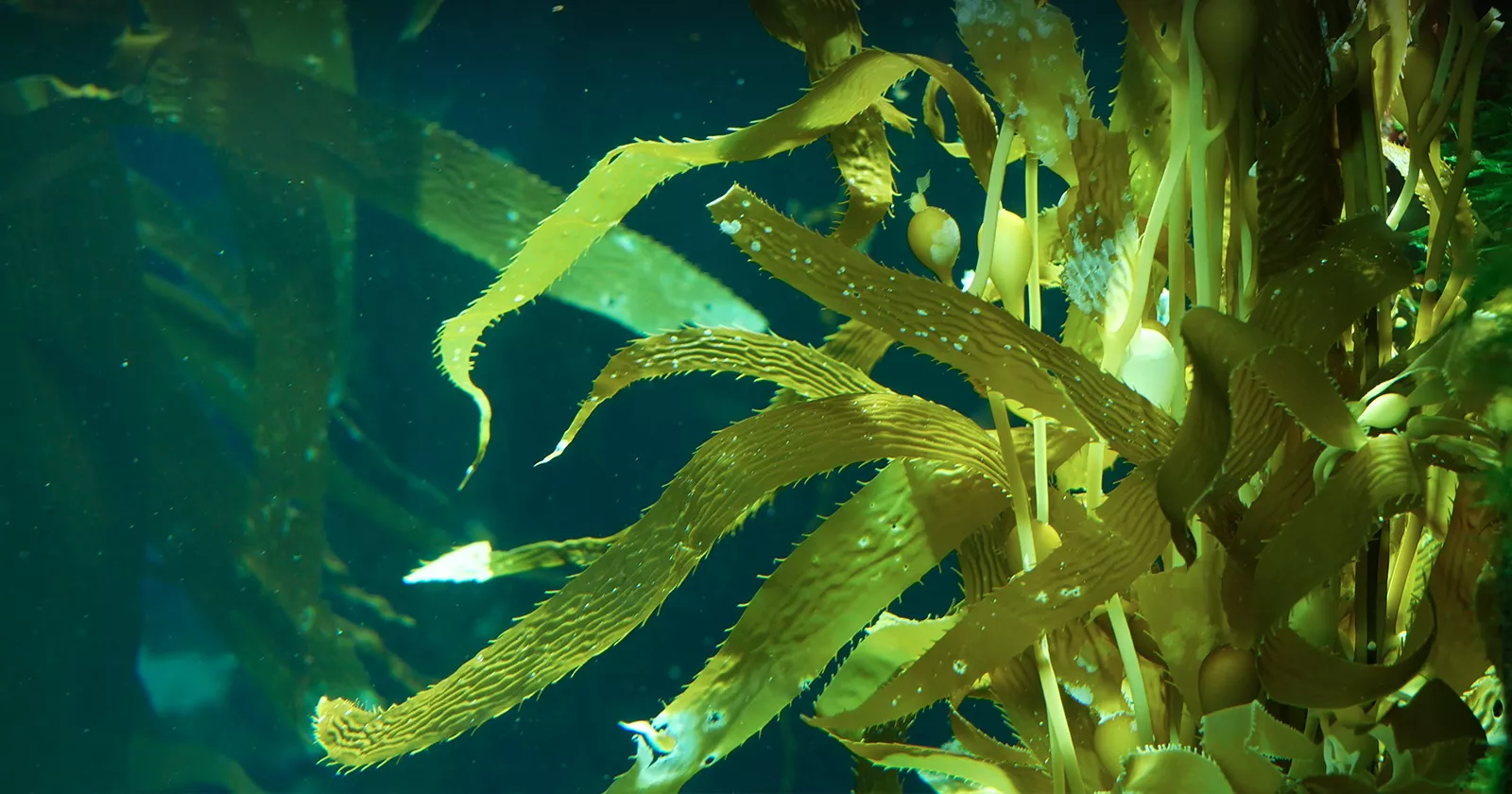 Seaweed in the ocean. Exponent helps clients preserve and protect natural resources.