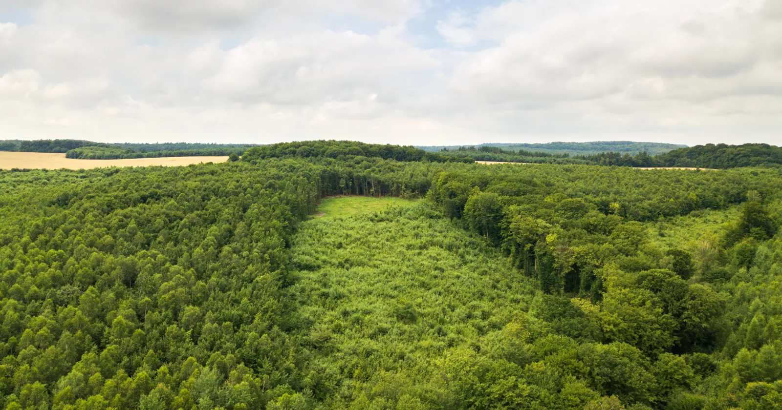 Aerial view of forest