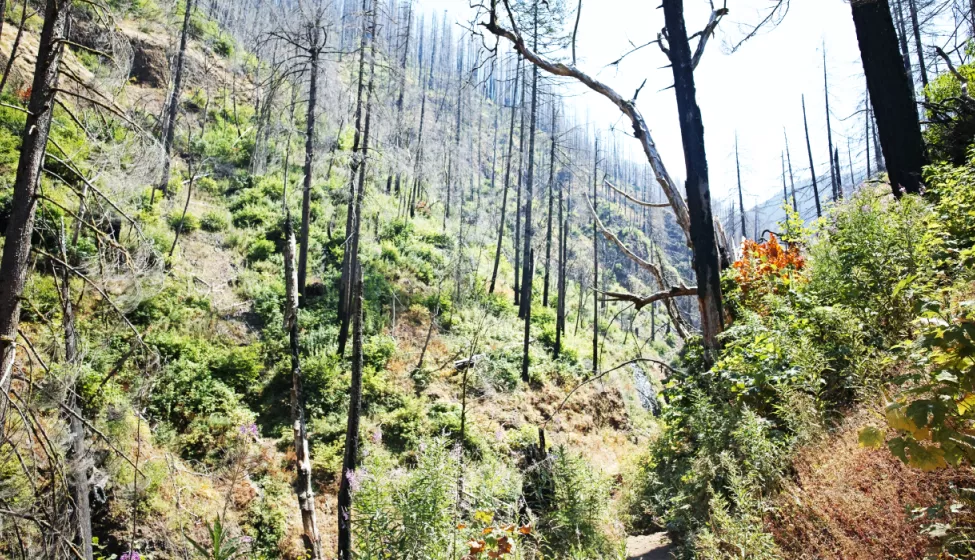 Green gorge on a hillside with young trees growing along the hillside
