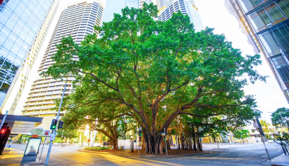 Trees in the middle of a downtown block surrounded by high rise buildings