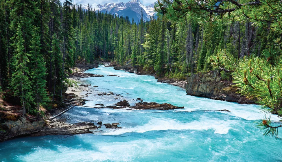 Nature River Stream Clear Water Green Trees