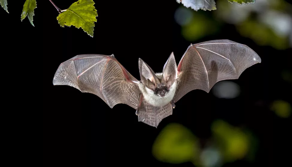 Flying Grey Long Eared Bat In Forest