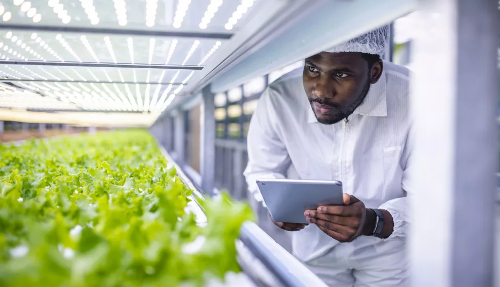 Scientist examining botanicals growing inside of a lab