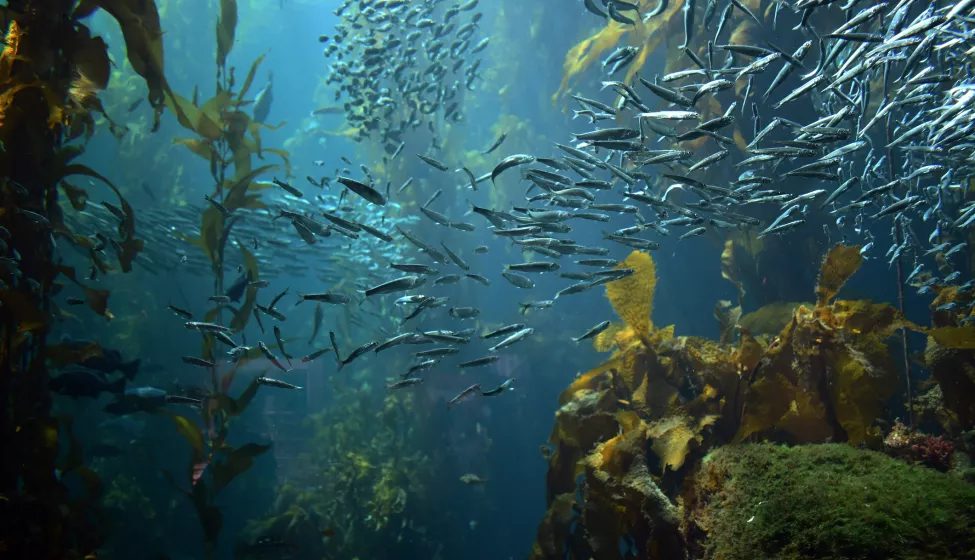 School of fish swimming throughout a reef