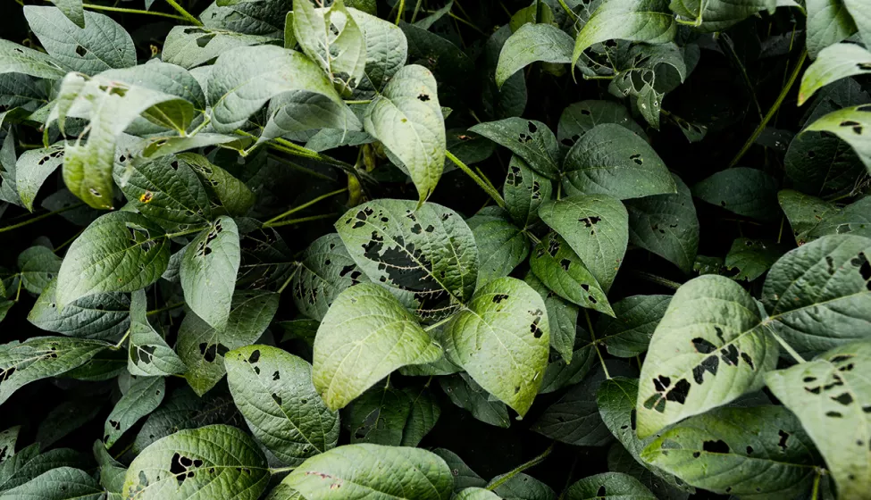 A bush of bug-eaten green leaves with multiple holes