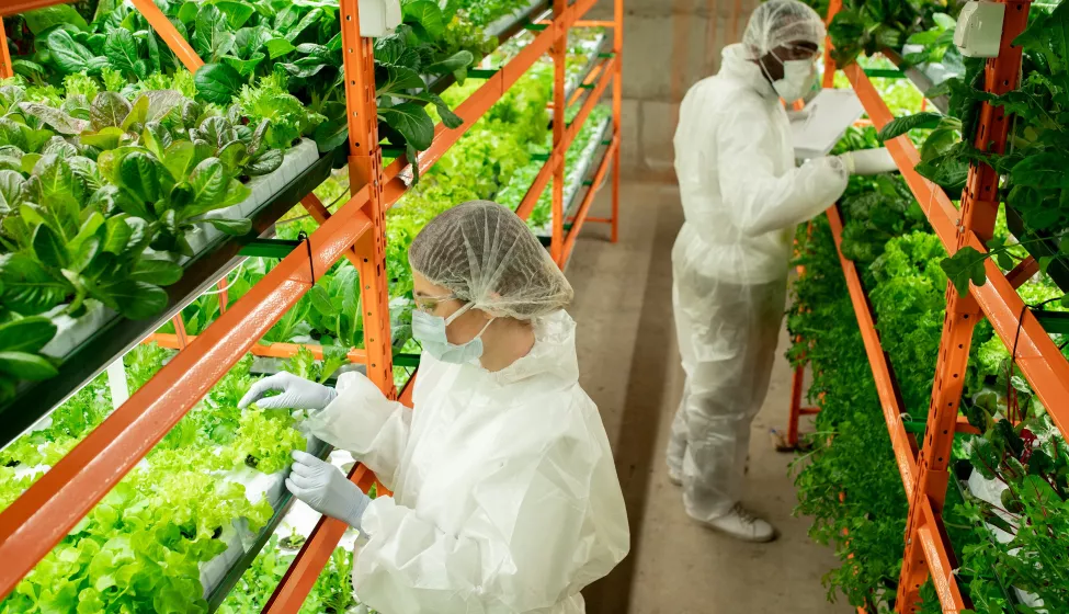 intercultural workers of vertical farm in protective workwear