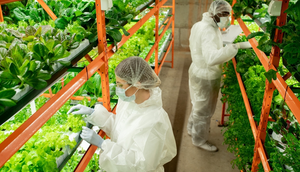 intercultural workers of vertical farm in protective workwear