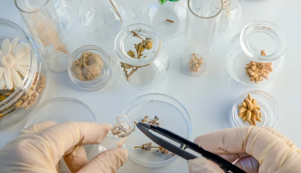 laboratory analyze of dry lavande flower plants with tweezers.