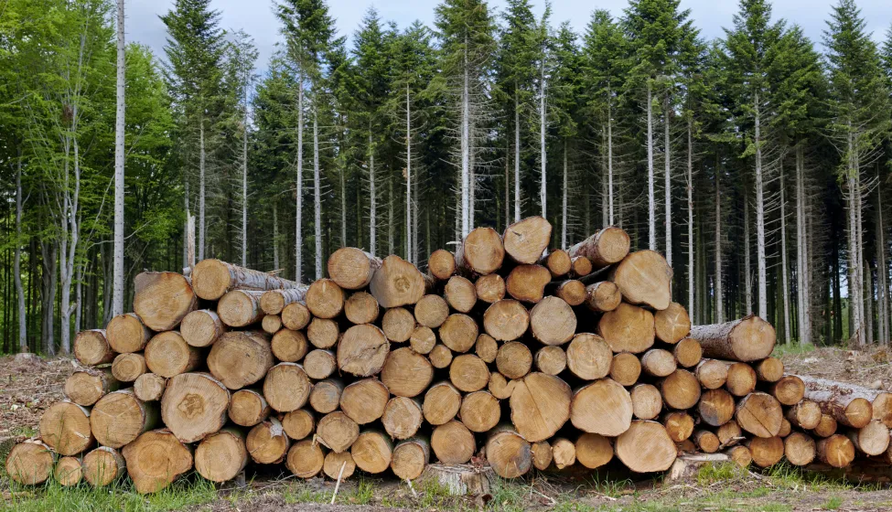 Timber logs stacked neatly in a clearing within a dense forest, possibly in Denmark. The setting features rich green foliage, blue skies, and emphasizes sustainable forestry and logging practices in a scenic environment.