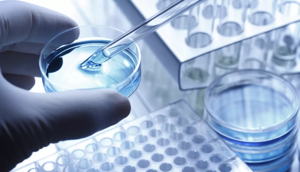 Scientist taking a sample out of a petri dish using a pipette