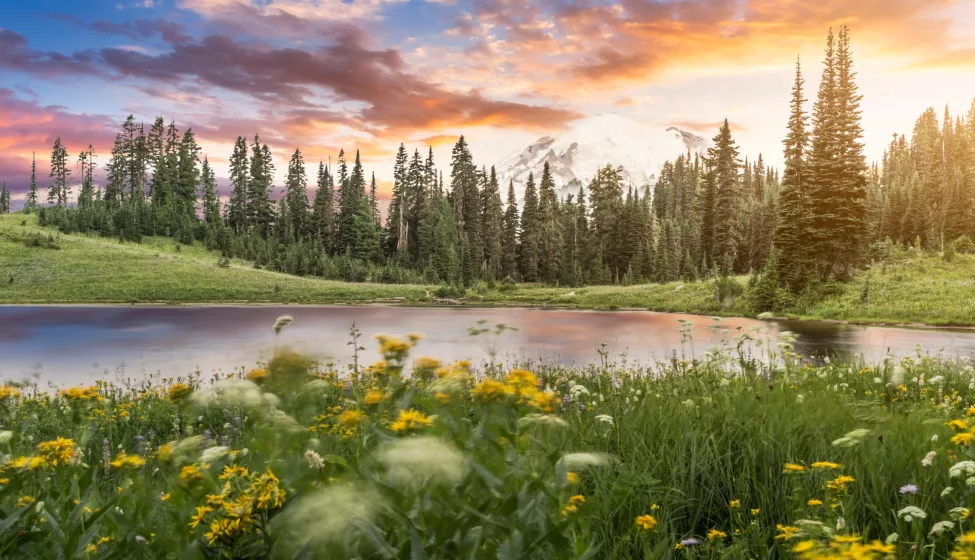 Landscape of nature and a pond