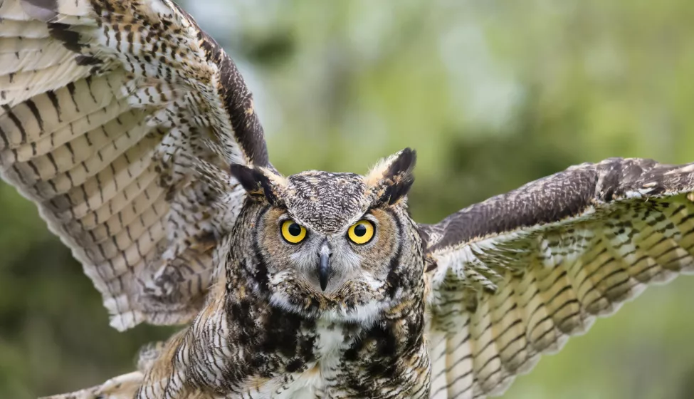 Great Horned Owl