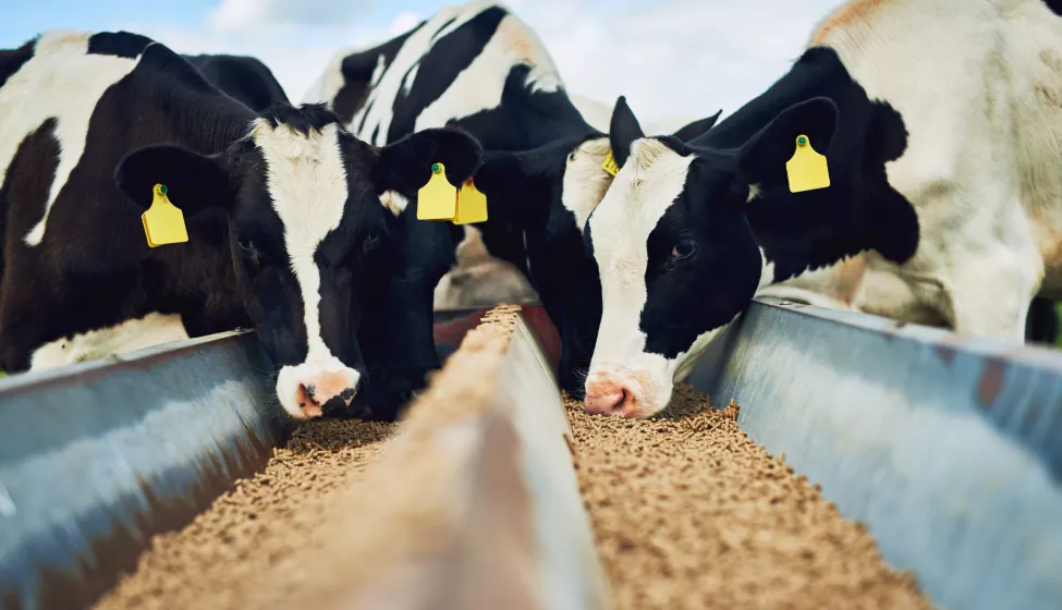 Cropped shot of a herd of cows feeding on a dairy farm