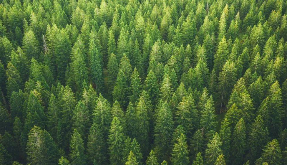 Green trees in a forest. Exponent environmental consulting for international arbitration provides objective, evidence-based insights.