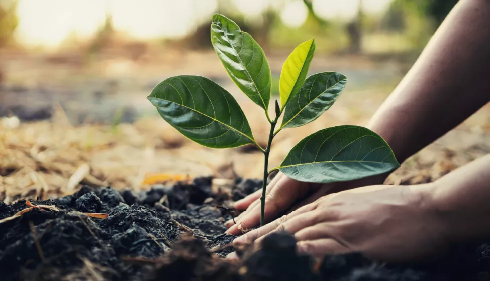 A green plant being set into dirt by hand