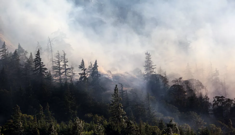 Hillside forest wildfire with smoke billowing from trees, covering the sky