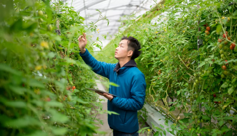 Man standing in nursery reaching up to examine cherry tomato plants