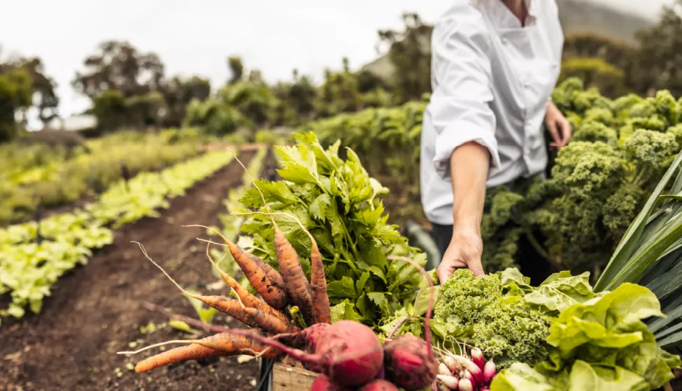 Woman reaching for carrots and other root vegetables standing between rows of green crops