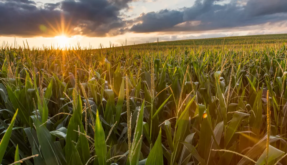 A field of corn at sunset. Exponent technical consulting for agcro-chemicals and pesticides.