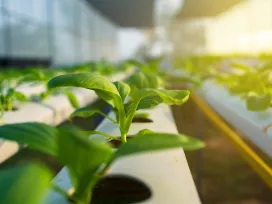 In silico Toxicity Assessments (Q(SAR))