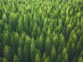 Green trees in a forest. Exponent environmental consulting for international arbitration provides objective, evidence-based insights.