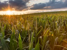 A field of corn at sunset. Exponent technical consulting for agcro-chemicals and pesticides.